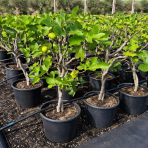 Figovník obyčajný (Ficus carica) DUO - ´BLACK AND WHITE´ - výška 60-80 cm, kont. C7,5L (-20°C)